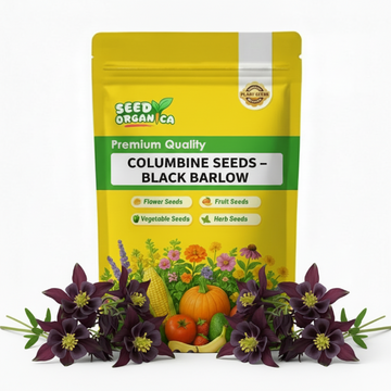 Columbine Seeds – Black Barlow