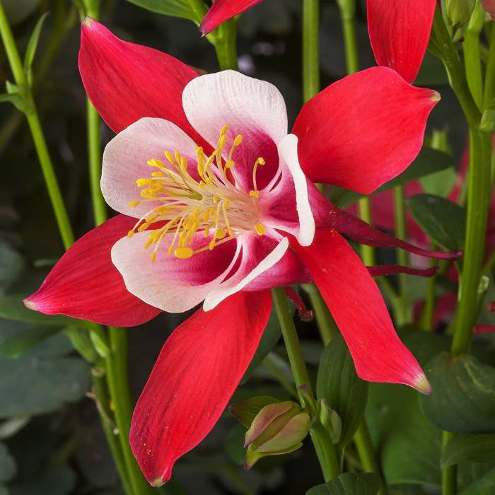 Columbine Seeds – Crimson Star
