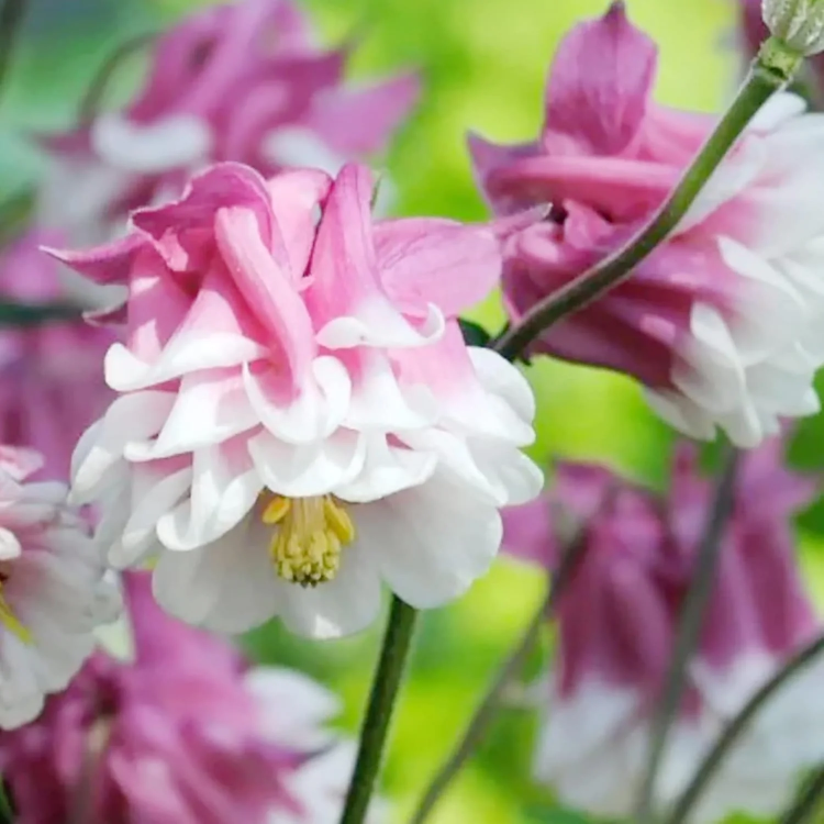 Columbine Seeds – Pink Petticoat
