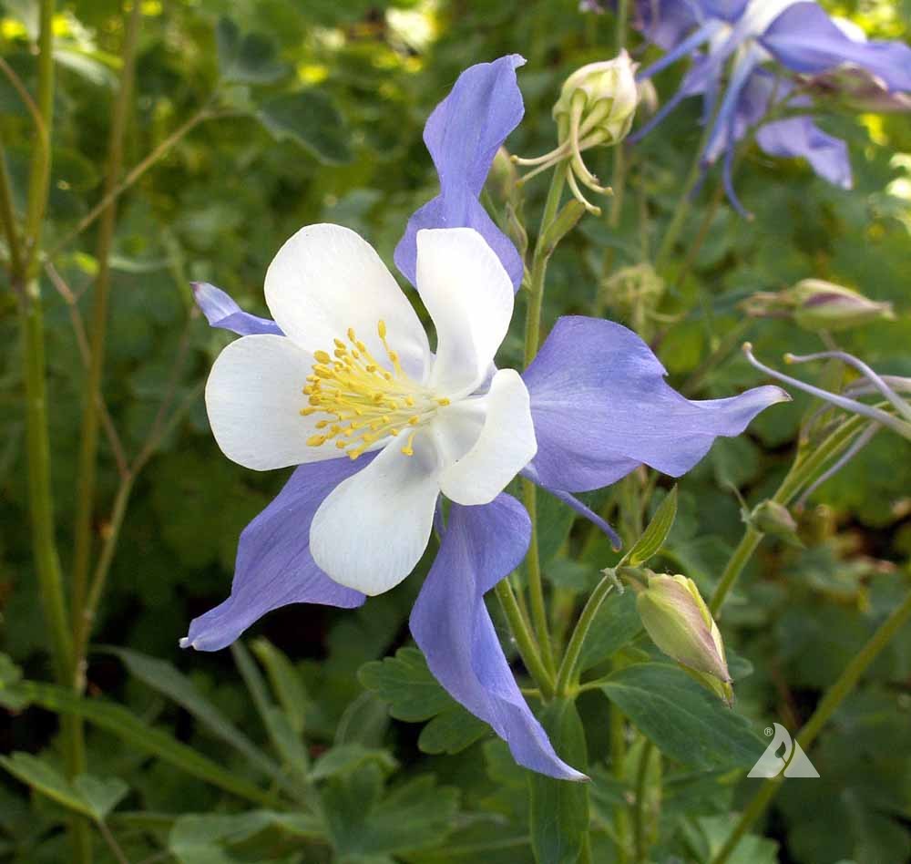 Columbine Seeds – Rocky Mountain
