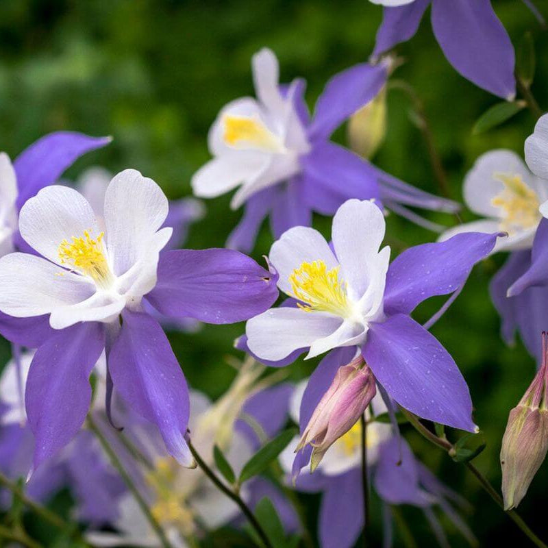 Columbine Seeds – Wildflower Mix, Heirloom
