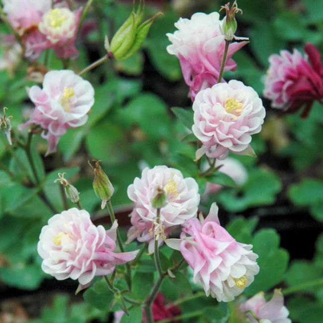 Columbine Seeds – Winky Double Rose
