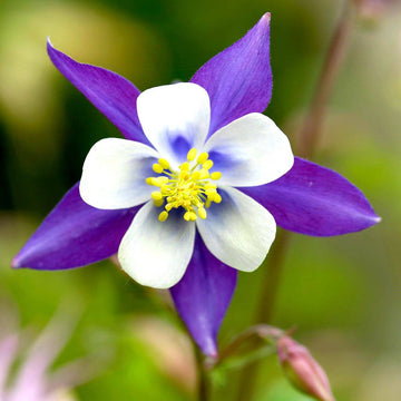 Columbine Seeds – Wildflower Mix, Heirloom

