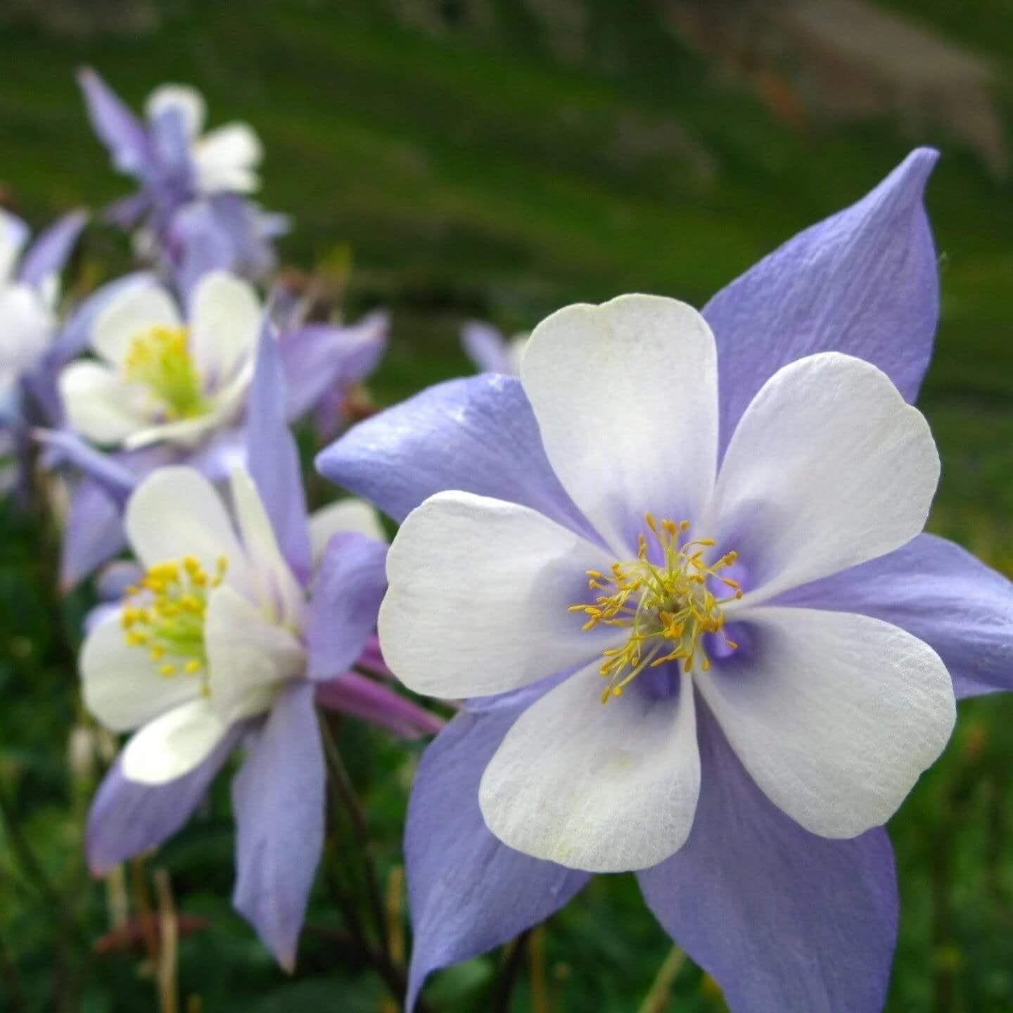 Columbine Seeds – Wildflower Mix, Heirloom
