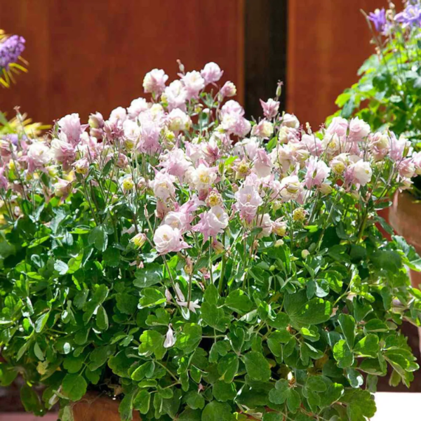 Columbine Seeds – Winky Double Rose
