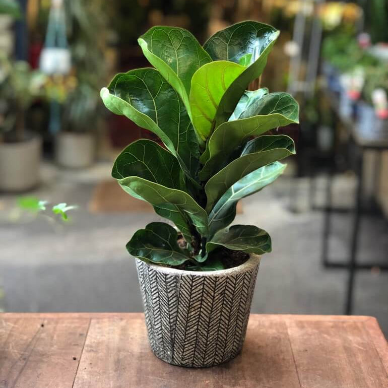 Column Fiddle Leaf Fig Seeds
