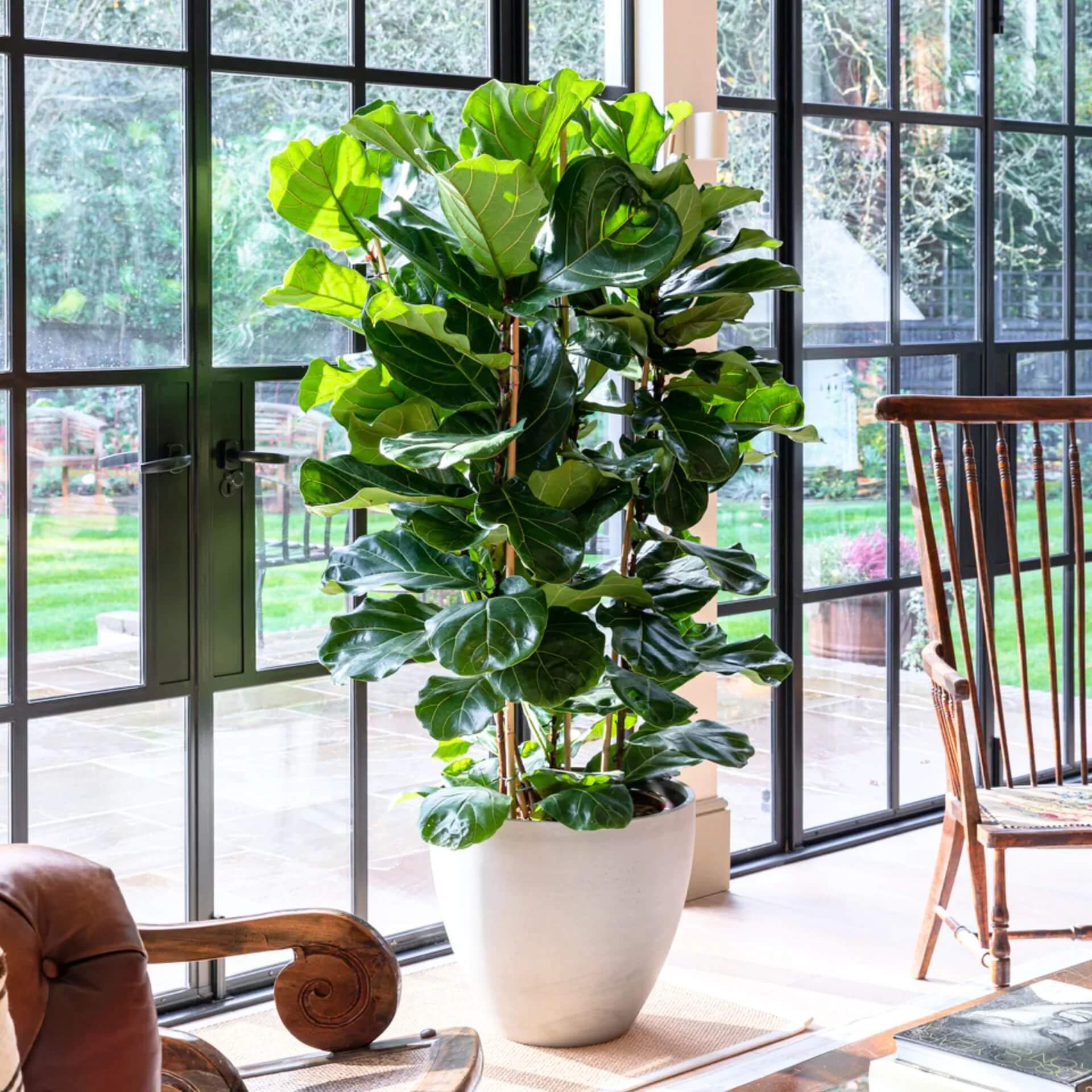 Column Fiddle Leaf Fig Seeds