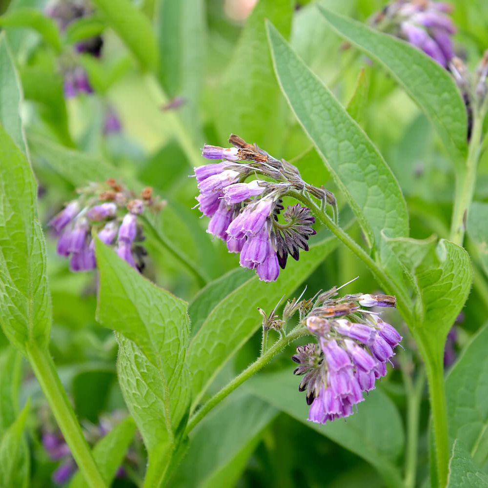 Comfrey Seeds
