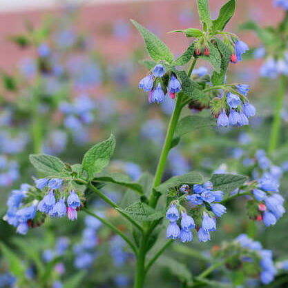 Comfrey Seeds – Heirloom