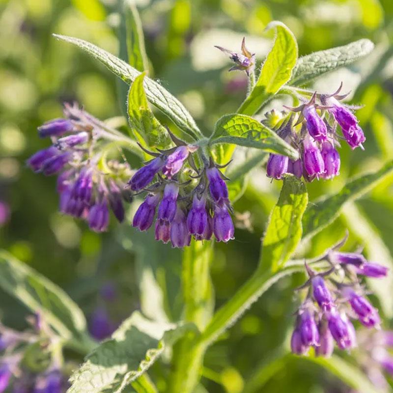 Comfrey Seeds
