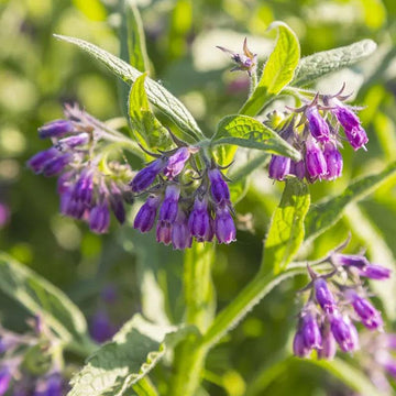 Comfrey Seeds
