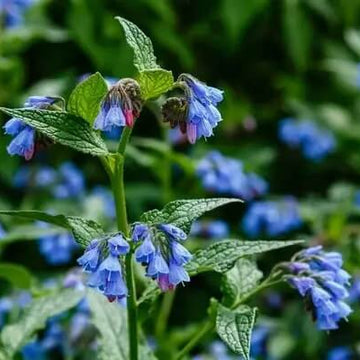 Comfrey Seeds – Heirloom