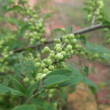 Commiphora Wightii Guggul Myrrh Seeds - Herbal Plant