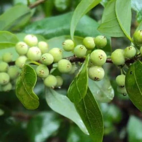 Commiphora Wightii Guggul Myrrh Seeds - Herbal Plant