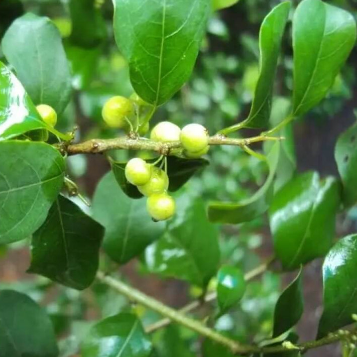 Commiphora Wightii Guggul Myrrh Seeds - Herbal Plant