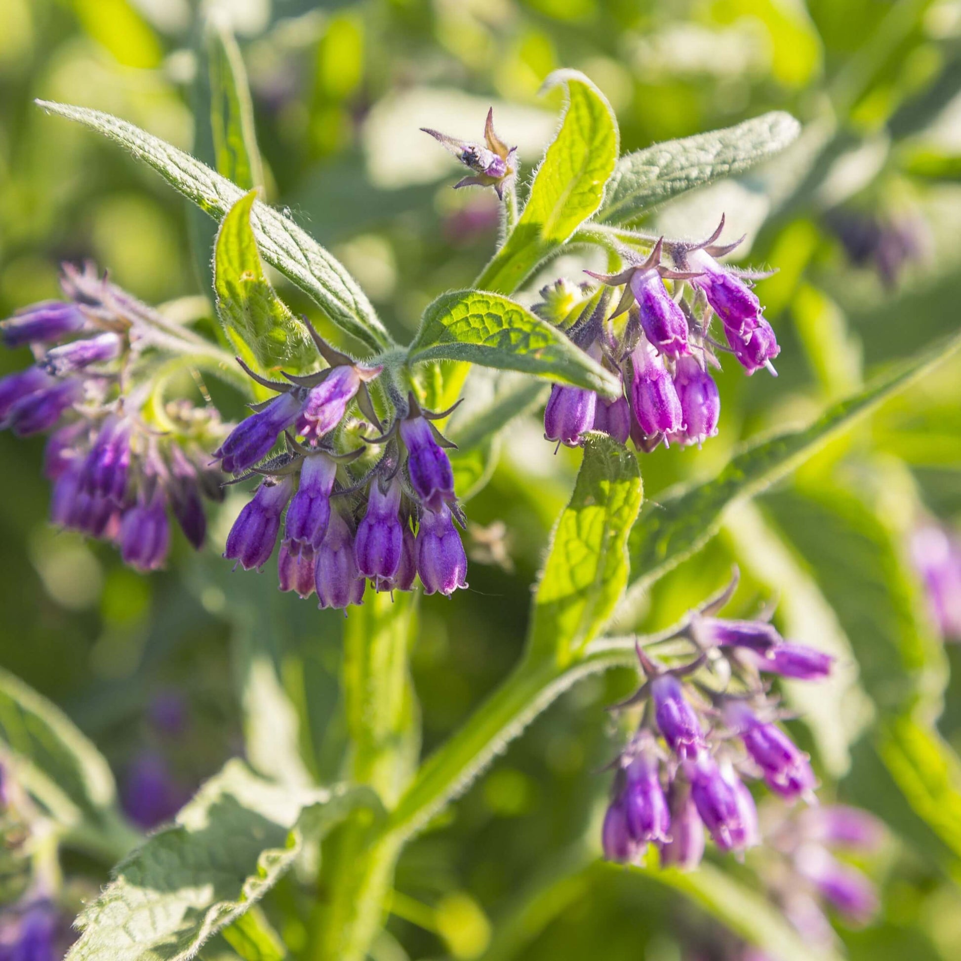 Common Comfrey Seeds - Herbal Plant