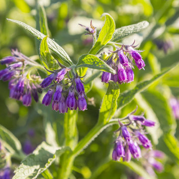 Common Comfrey Seeds - Herbal Plant