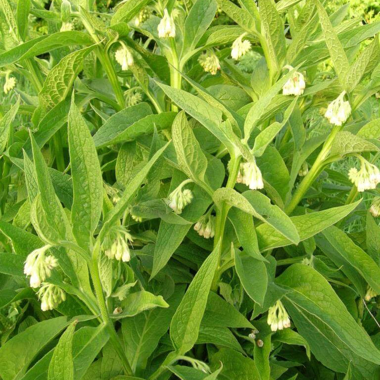 Common Comfrey Seeds - Herbal Plant
