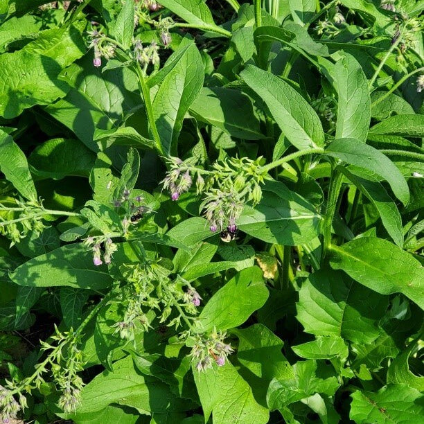 Common Comfrey Seeds - Herbal Plant