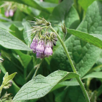 Common Comfrey Seeds - Herbal Plant