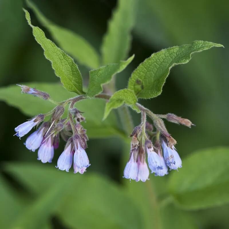 Common Comfrey Seeds - Herbal Plant
