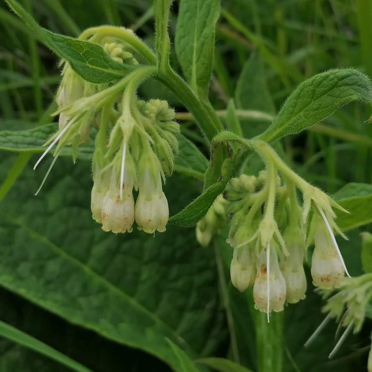 Common Comfrey Seeds - Herbal Plant