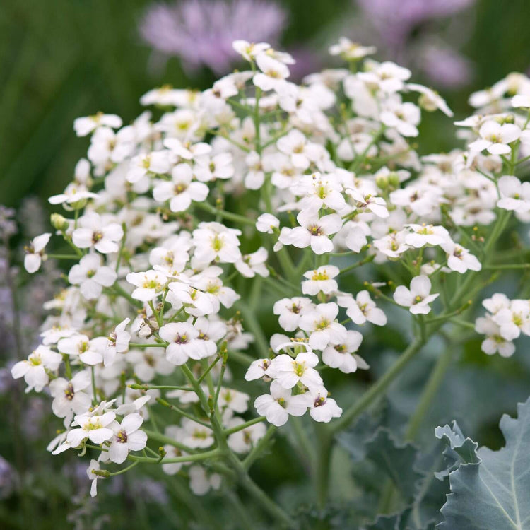 Common Crambe maritima Seeds