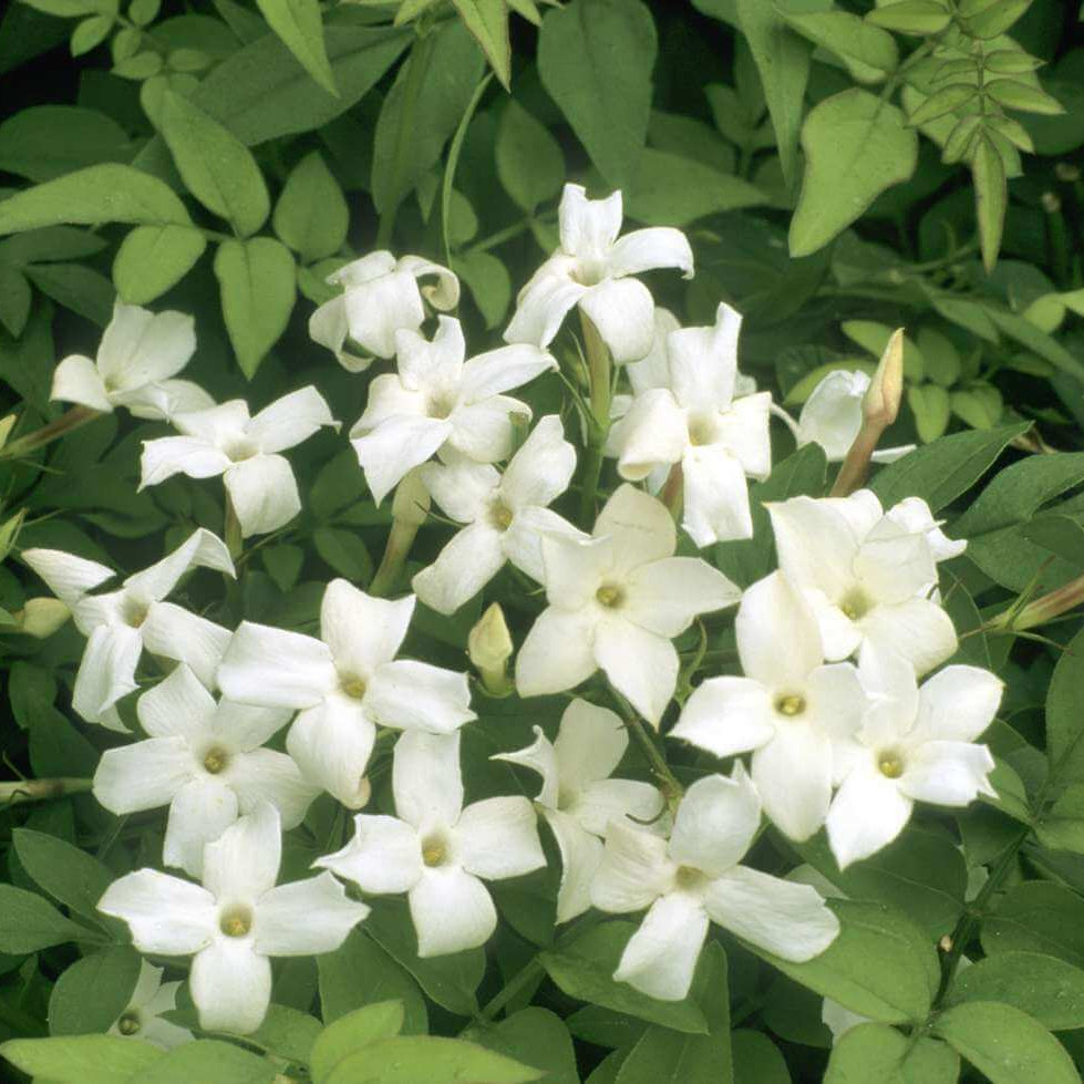 Common Jasmine Seeds