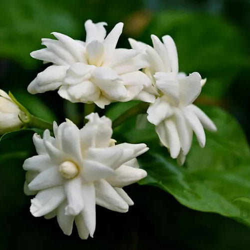 Common Jasmine Seeds