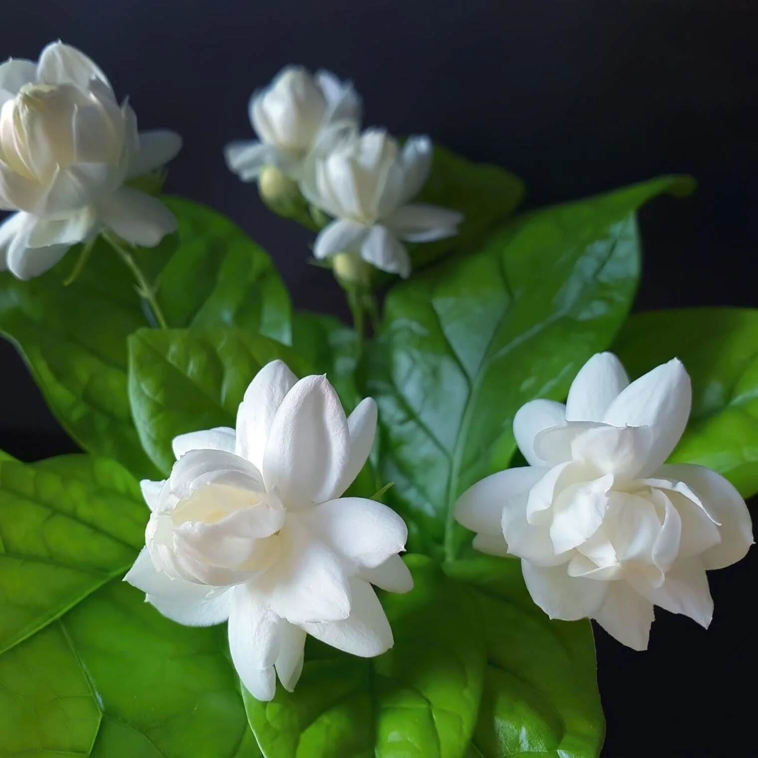 Common Jasmine Seeds