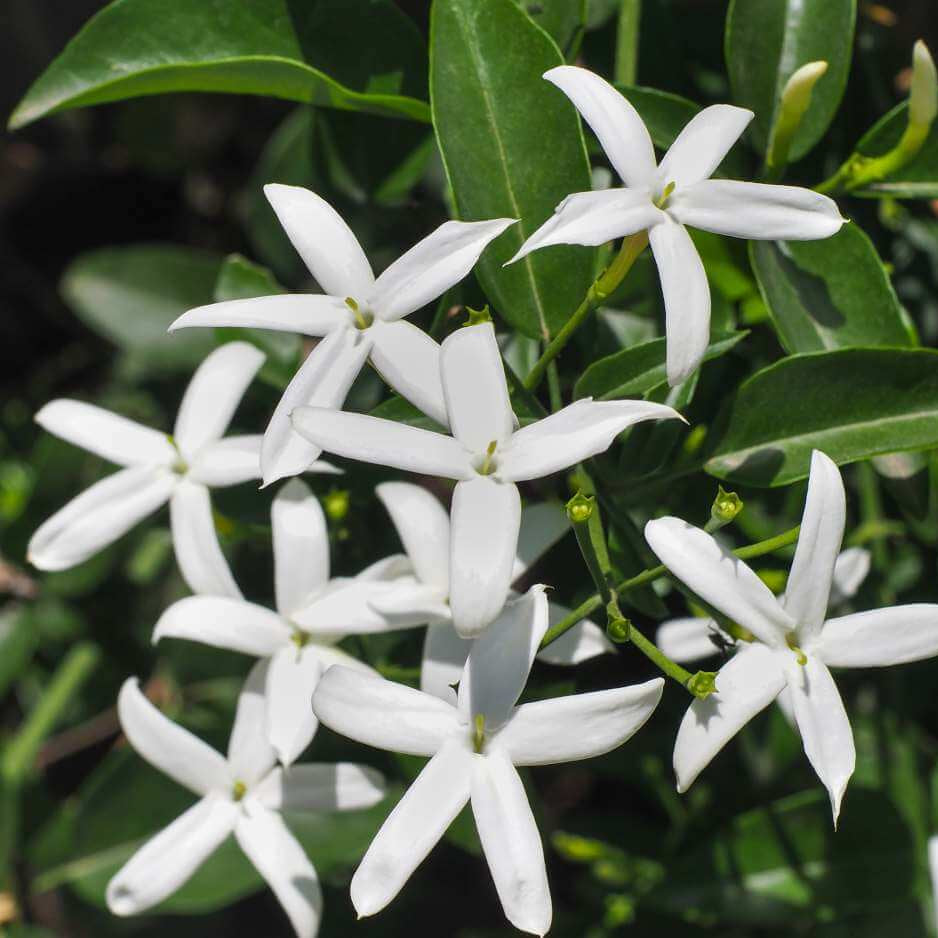 Common Jasmine Seeds