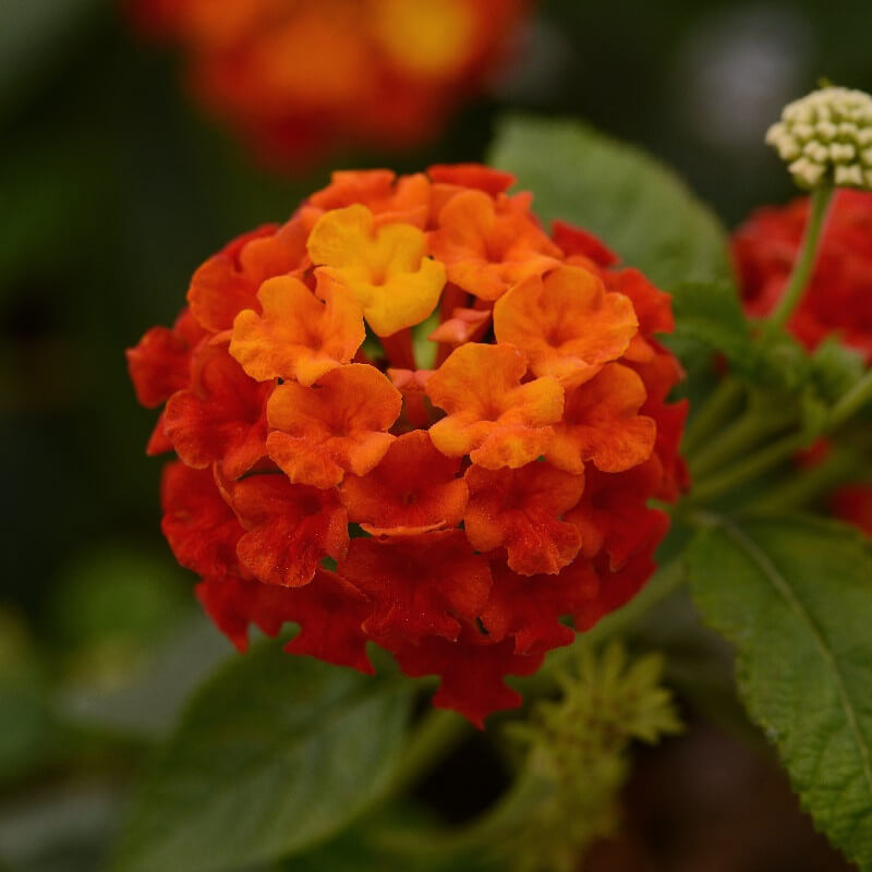 Common Lantana Seeds - Flower Plant