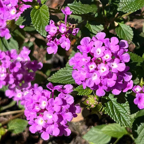 Common Lantana Seeds - Flower Plant