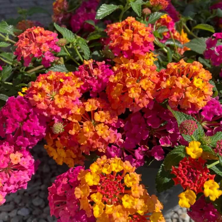 Common Lantana Seeds - Flower Plant