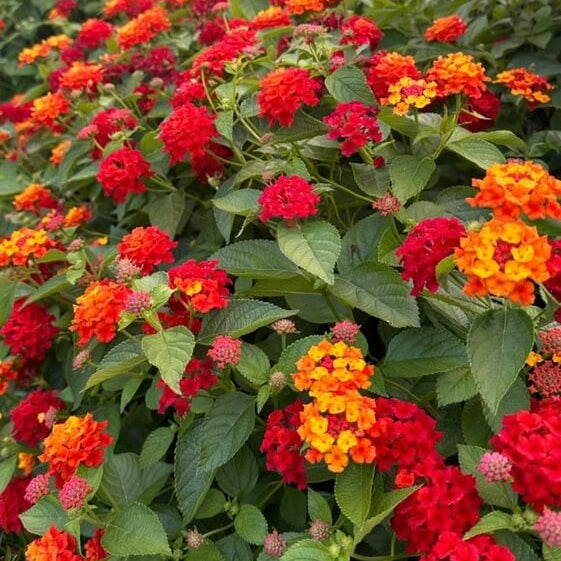 Common Lantana Seeds - Flower Plant