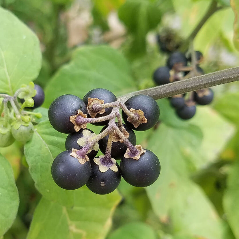 Common Nightshade Seeds - Herbal Plant