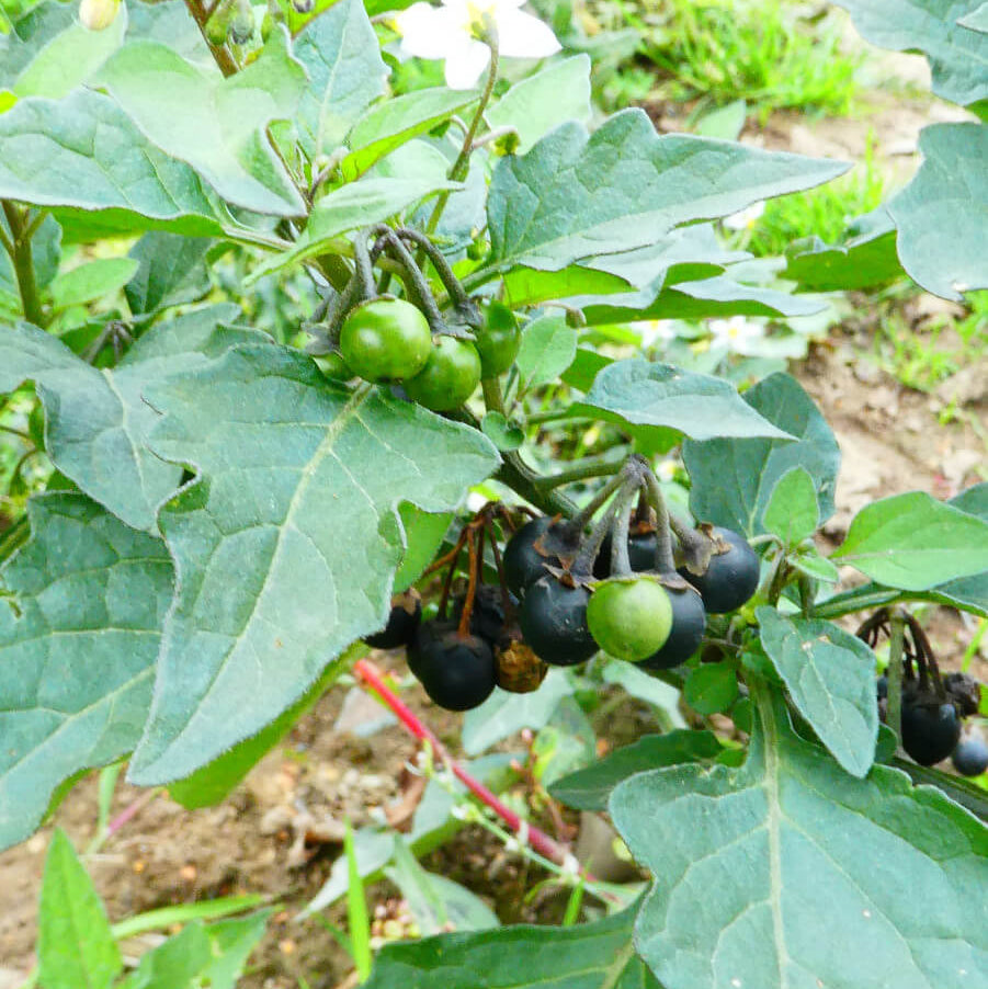 Common Nightshade Seeds - Herbal Plant