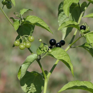 Common Nightshade Seeds - Herbal Plant