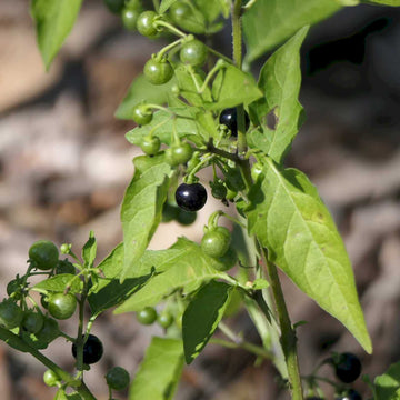Common Nightshade Seeds - Herbal Plant