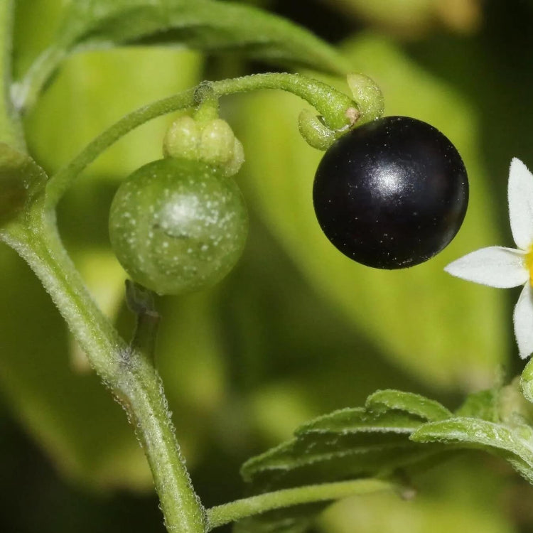 Common Nightshade Seeds - Herbal Plant