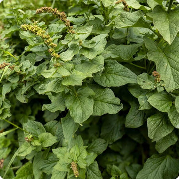 Common Orache Seeds - Vegetable Plant