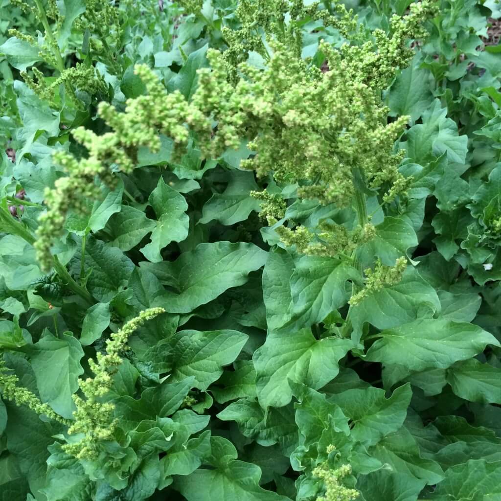 Common Orache Seeds - Vegetable Plant