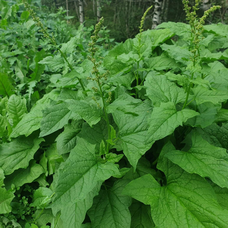 Common Orache Seeds - Vegetable Plant