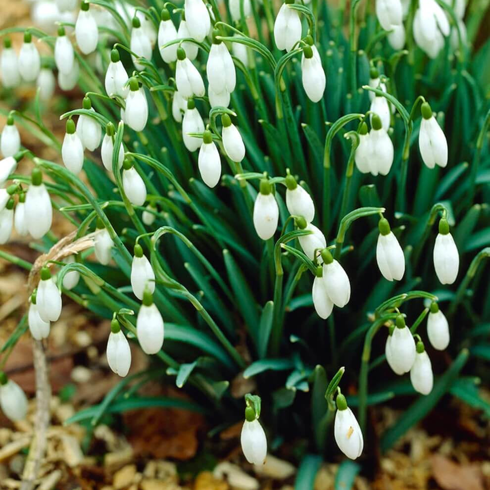 Common Snowdrop Seeds - Flower Plant