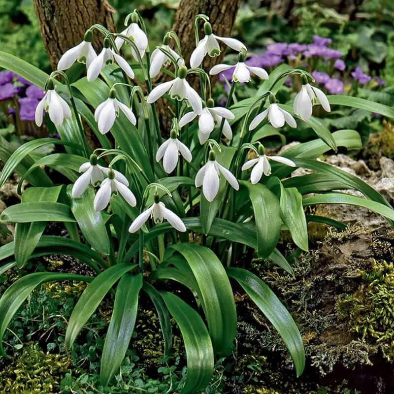 Common Snowdrop Seeds - Flower Plant