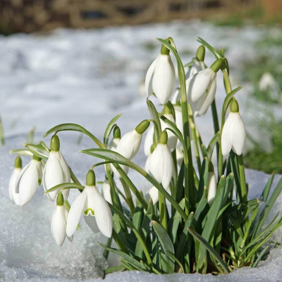 Common Snowdrop Seeds - Flower Plant