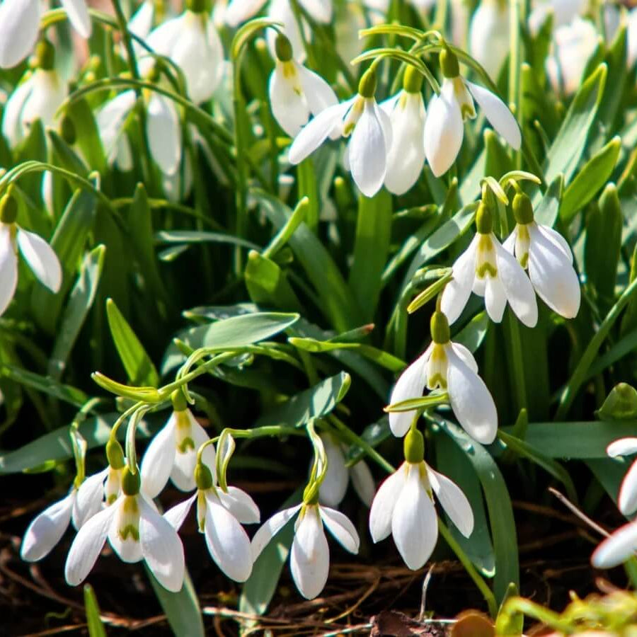 Common Snowdrop Seeds - Flower Plant