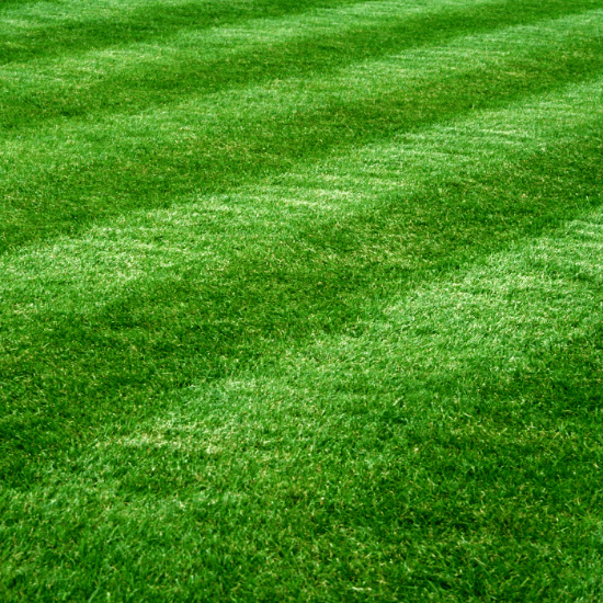 Compadre Zoysia Seeds - Flower Plant