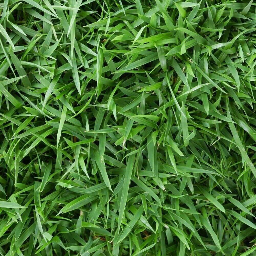 Compadre Zoysia Seeds - Flower Plant