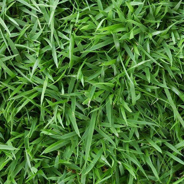 Compadre Zoysia Seeds - Flower Plant